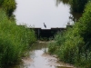 reiger