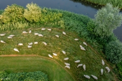 Schapen bij Rijnsigt